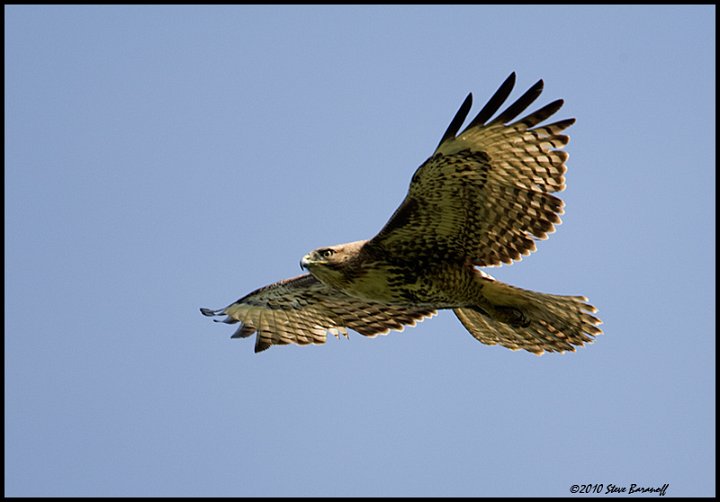 _0SB9921 red-tailed hawk.jpg